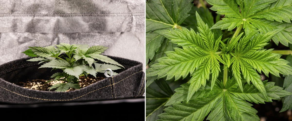Granddaddy Purple Auto viikko 2: varhainen kasvuvaihe Granddaddy Purple Auto -kannabiskasvi viikolla 2, jossa näkyy vahvempi varhainen kasvuvaihe, uutta haaroittumista, terveitä vihreitä lehtiä ja palautuminen epätasaisesta taimivaiheen alusta.