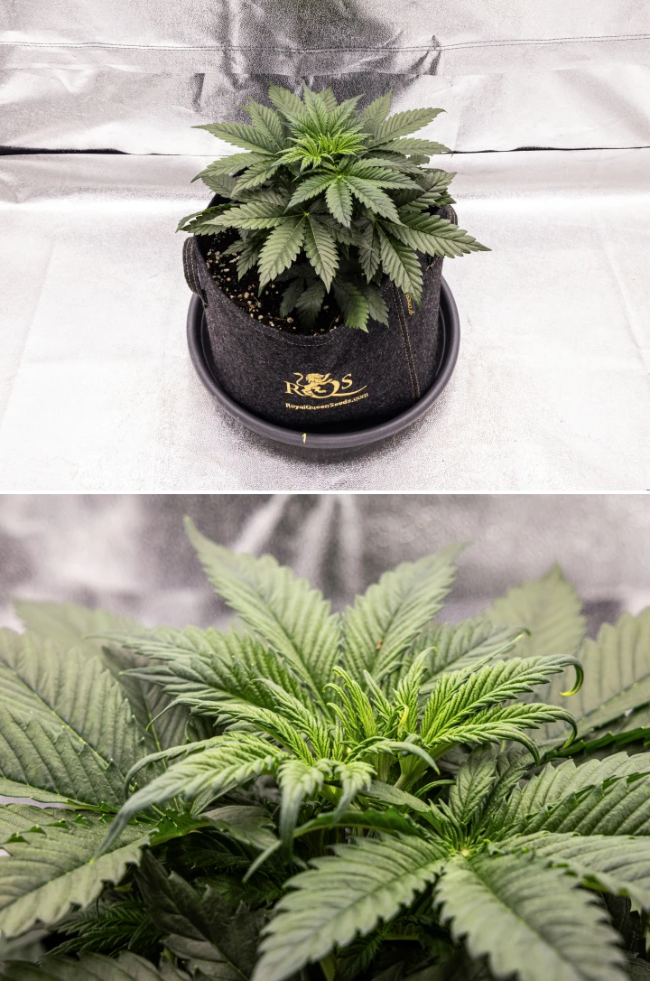 Granddaddy Purple Auto -kannabiskasvi viikolla 3, jossa näkyy tasainen kasvuvaiheen kehitys, täysi kruunu terveitä viuhkalehtiä ja yhtenäinen kompakti rakenne ennen kukinnan alkua.