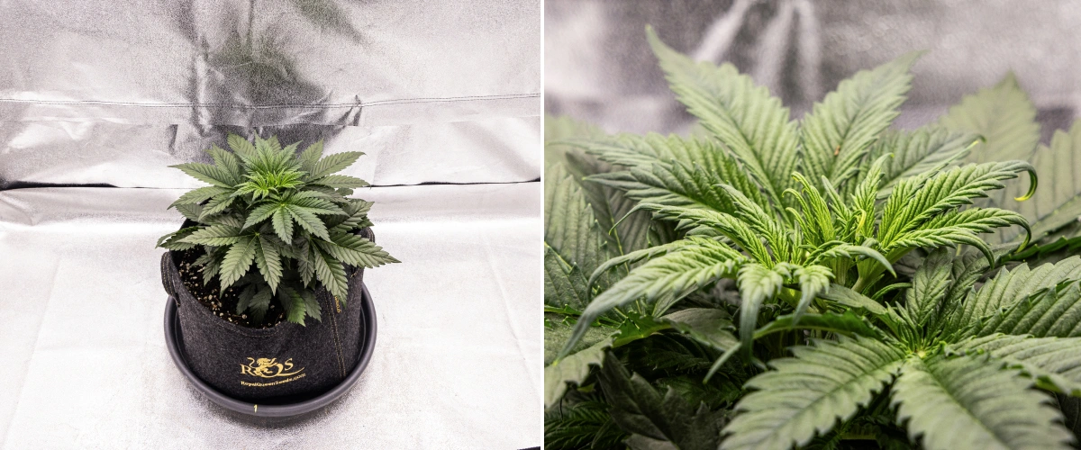 Granddaddy Purple Auto viikko 3: kasvuvaihe Granddaddy Purple Auto -kannabiskasvi viikolla 3, jossa näkyy tasainen kasvuvaiheen kehitys, täysi kruunu terveitä viuhkalehtiä ja yhtenäinen kompakti rakenne ennen kukinnan alkua.