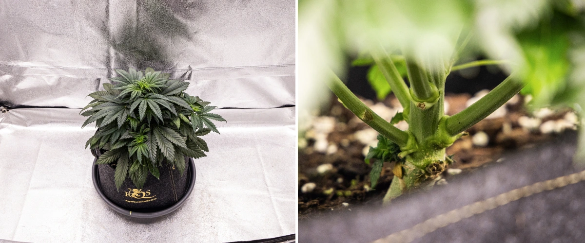 Granddaddy Purple Auto -kannabiskasvi viikolla 4, jossa näkyy kompakti tummanvihreä latvus, vahva varren kehitys ja ensimmäiset valkoiset emit kukinnan alkaessa.