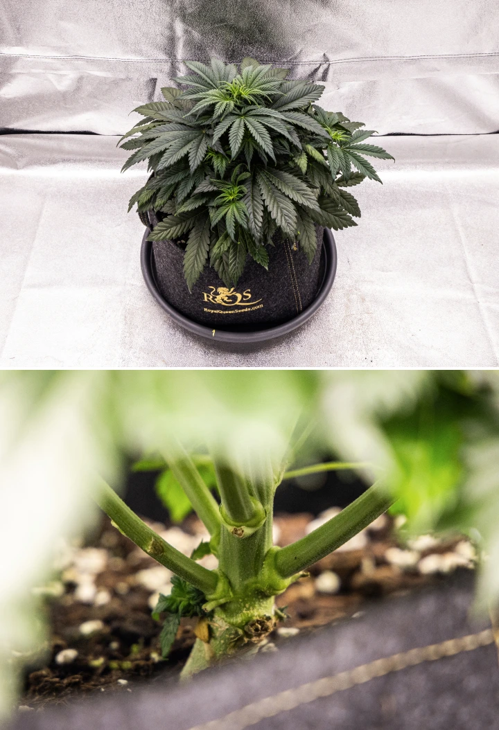 Granddaddy Purple Auto -kannabiskasvi viikolla 4, jossa näkyy kompakti tummanvihreä latvus, vahva varren kehitys ja ensimmäiset valkoiset emit kukinnan alkaessa.