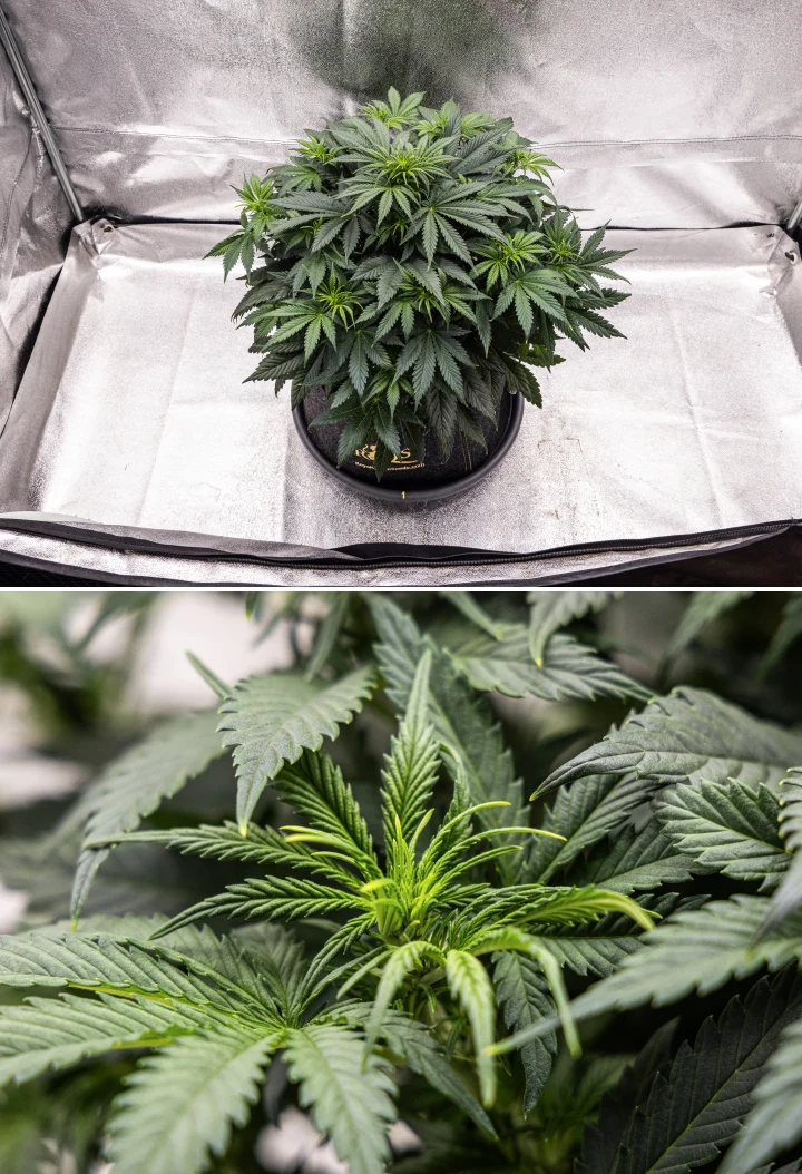 Granddaddy Purple Auto viikko 5: kukinta alkaa Granddaddy Purple Auto -kannabiskasvi viikolla 5, jossa näkyy kukinnan alku, tiheä tummanvihreä lehdistö, kehittyvät kukkakohdat ja uusi kukkakasvu oksien varrella.