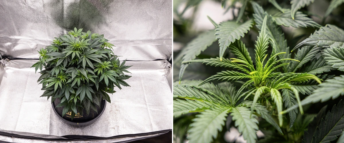 Granddaddy Purple Auto viikko 5: kukinta alkaa Granddaddy Purple Auto -kannabiskasvi viikolla 5, jossa näkyy kukinnan alku, tiheä tummanvihreä lehdistö, kehittyvät kukkakohdat ja uusi kukkakasvu oksien varrella.