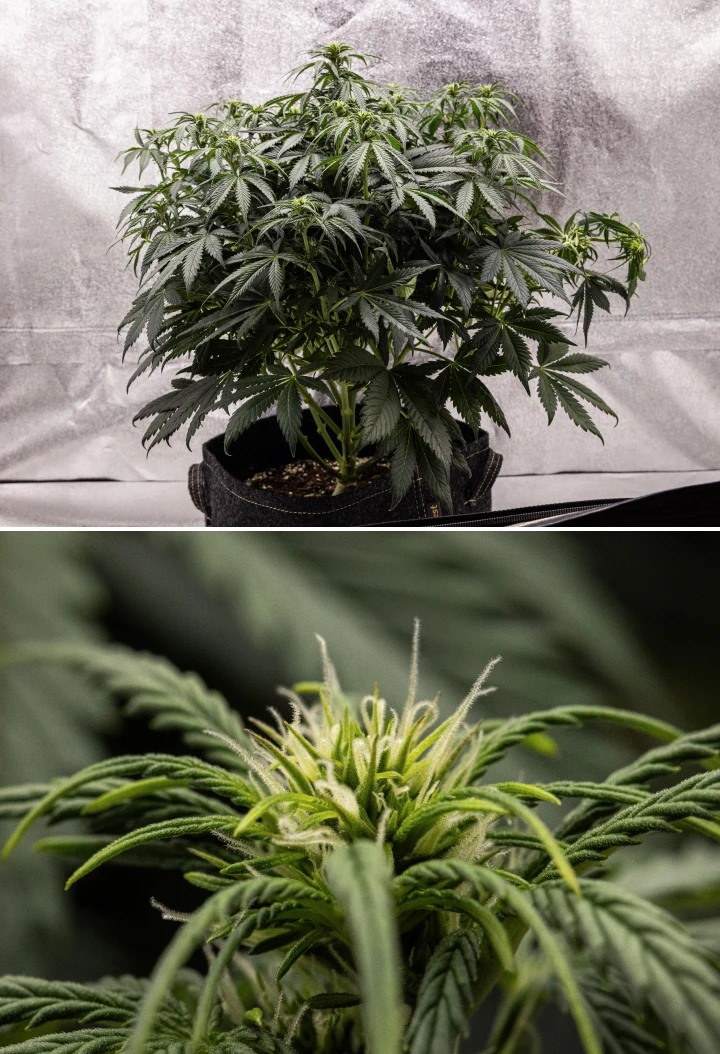 Granddaddy Purple Auto viikko 6: kukkiva pensas Granddaddy Purple Auto -kannabiskasvi viikolla 6, jossa näkyy tiheä tummanvihreä kukkiva latvus, pensasmainen haararakenne, varhaiset valkoiset emit ja terve kukkien kehitys.