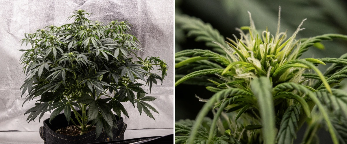 Granddaddy Purple Auto viikko 6: kukkiva pensas Granddaddy Purple Auto -kannabiskasvi viikolla 6, jossa näkyy tiheä tummanvihreä kukkiva latvus, pensasmainen haararakenne, varhaiset valkoiset emit ja terve kukkien kehitys.