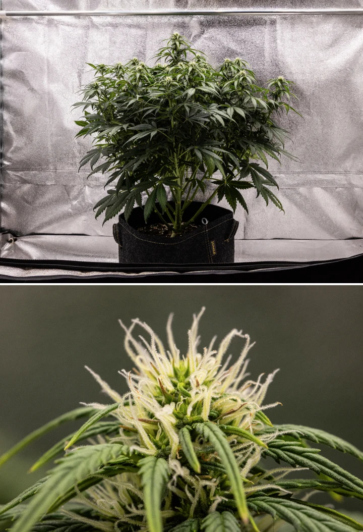 Granddaddy Purple Auto viikko 7: kukat täyttyvät Granddaddy Purple Auto -kannabiskasvi viikolla 7, jossa näkyy kompakti pensasmainen rakenne, terve kukinnan kasvu, täyttyvät kukat ja alempien lehtien lievä kellastuminen kukinnan jatkuessa.