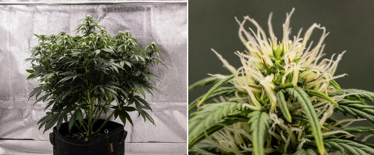 Granddaddy Purple Auto viikko 7: kukat täyttyvät Granddaddy Purple Auto -kannabiskasvi viikolla 7, jossa näkyy kompakti pensasmainen rakenne, terve kukinnan kasvu, täyttyvät kukat ja alempien lehtien lievä kellastuminen kukinnan jatkuessa.