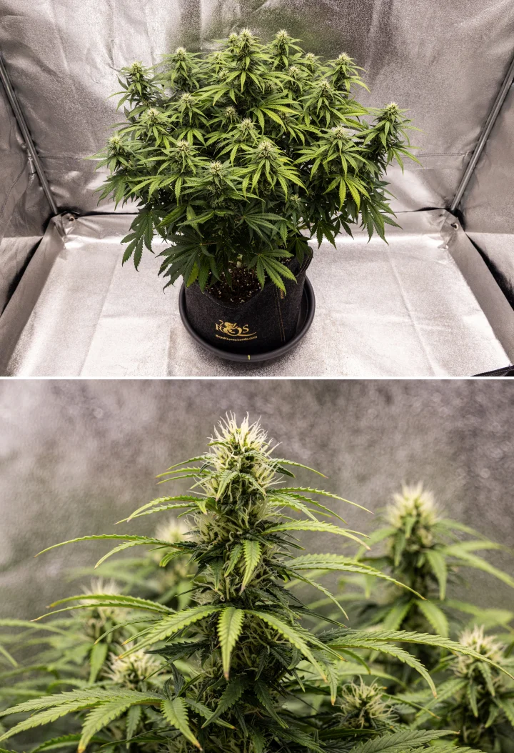 Granddaddy Purple Auto viikko 8: vahva kukkien kehitys Granddaddy Purple Auto -kannabiskasvi viikolla 8, jossa näkyy vahva kukkien kehitys, kompakti tuuhea latvus, terve vihreä lehdistö ja paksut kukkivat colat neljän kukintaviikon jälkeen.