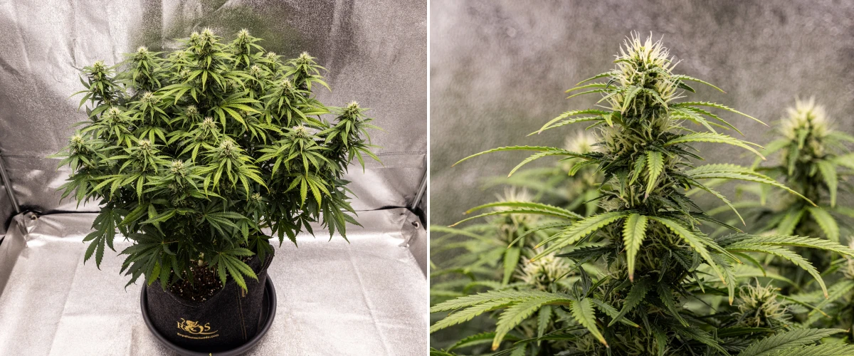 Granddaddy Purple Auto viikko 8: vahva kukkien kehitys Granddaddy Purple Auto -kannabiskasvi viikolla 8, jossa näkyy vahva kukkien kehitys, kompakti tuuhea latvus, terve vihreä lehdistö ja paksut kukkivat colat neljän kukintaviikon jälkeen.
