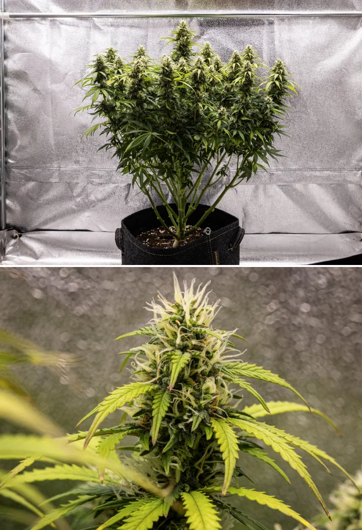 Granddaddy Purple Auto viikko 9: trikomipitoiset kukat Granddaddy Purple Auto -kannabiskasvi viikolla 9, jossa näkyy kiinteät trikomipitoiset kukat, kukkakimppua muistuttavat oksat, vaaleamman vihreät lehdet ja kiiltävät colat, jotka lähestyvät kypsyyttä.