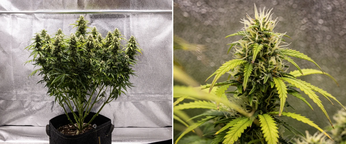 Granddaddy Purple Auto viikko 9: trikomipitoiset kukat Granddaddy Purple Auto -kannabiskasvi viikolla 9, jossa näkyy kiinteät trikomipitoiset kukat, kukkakimppua muistuttavat oksat, vaaleamman vihreät lehdet ja kiiltävät colat, jotka lähestyvät kypsyyttä.