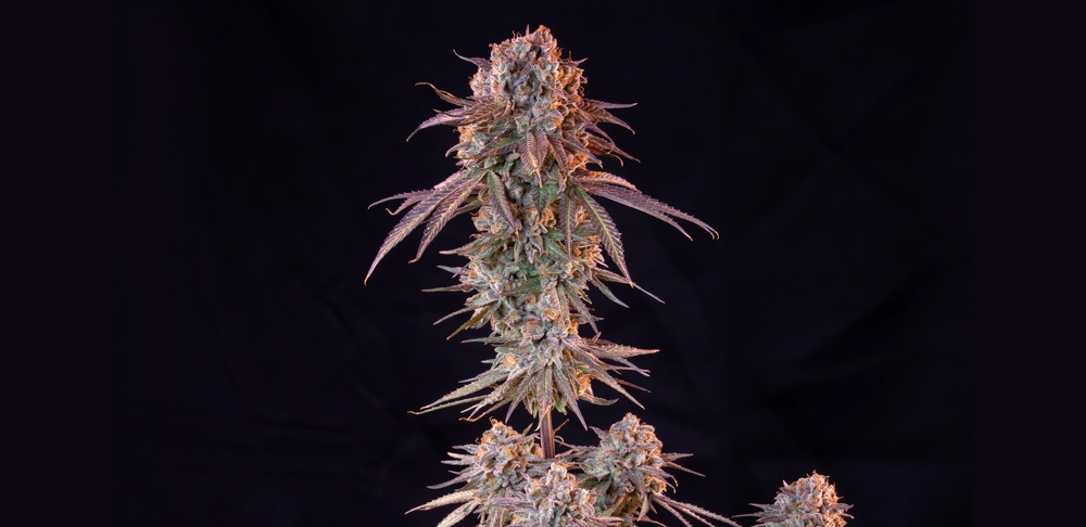 Green Crack Punch