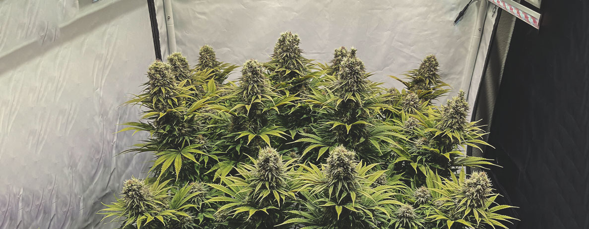Green Gelato