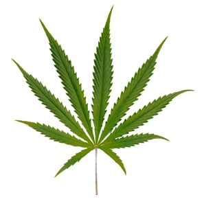 Sativa Cannabis Leaf