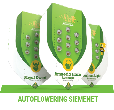 autoflowering-kannabiksen-siemenet