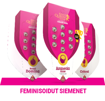 feminisoidut-kannabiksen-siemenet