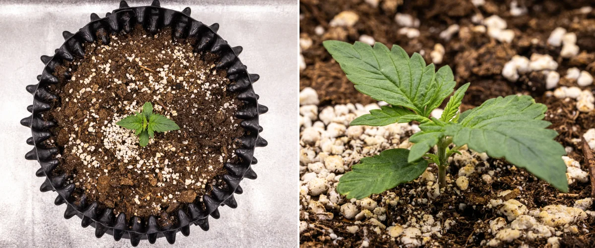 NYC Sour Diesel Auto -kannabiskasvi vegetatiivisen kasvun viikolla 1, jossa on kompaktit terveet lehdet, varhaista haaroittumista ja hidasta mutta vakaata kehitystä LED-valon alla
