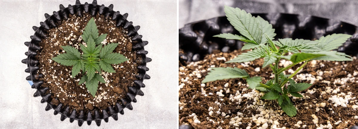 NYC Sour Diesel Auto -kannabiskasvi vegetatiivisen kasvun viikolla 2, noin 20 cm korkea, vahvemmilla varsilla, runsaammalla lehtimassalla ja ensimmäisillä esikukinnan merkeillä LED-valon alla
