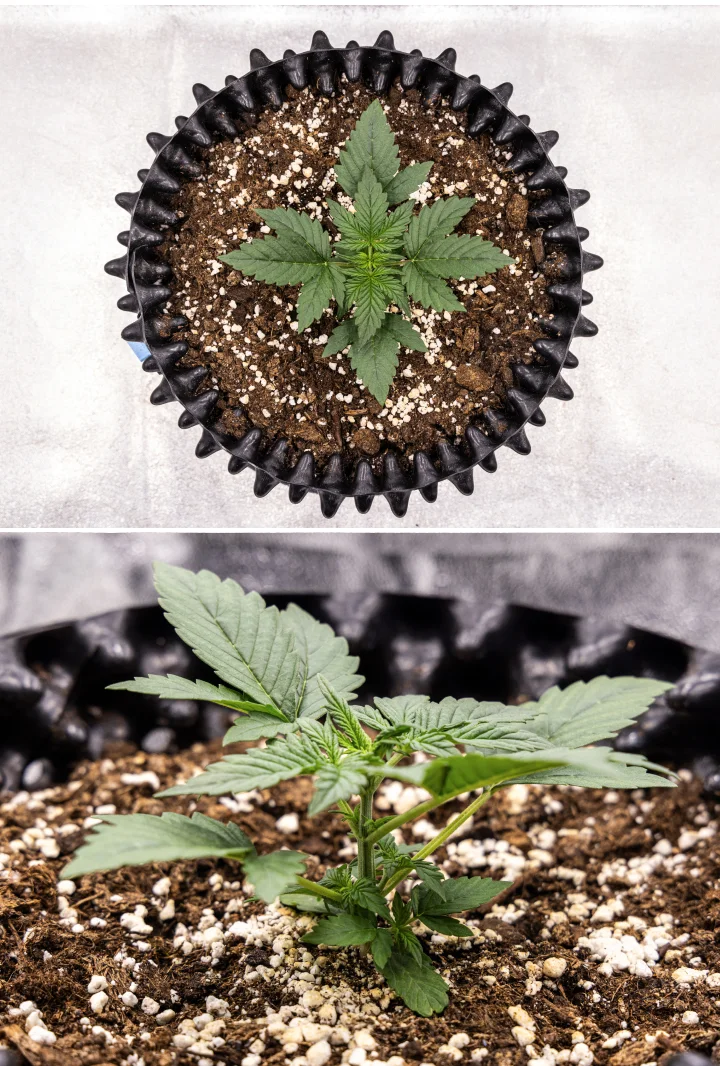 NYC Sour Diesel Auto -kannabiskasvi vegetatiivisen kasvun viikolla 2, noin 20 cm korkea, vahvemmilla varsilla, runsaammalla lehtimassalla ja ensimmäisillä esikukinnan merkeillä LED-valon alla