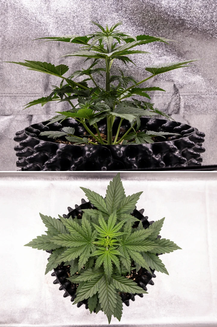 NYC Sour Diesel Auto -kannabiskasvi vegetatiivisen kasvun viikolla 3, noin 38 cm korkea, voimakkaalla pystysuuntaisella kasvulla, pystyllä rakenteella, tiiviillä alimmilla nivelkohdilla ja selvästi näkyvillä esikukilla LED-valon alla