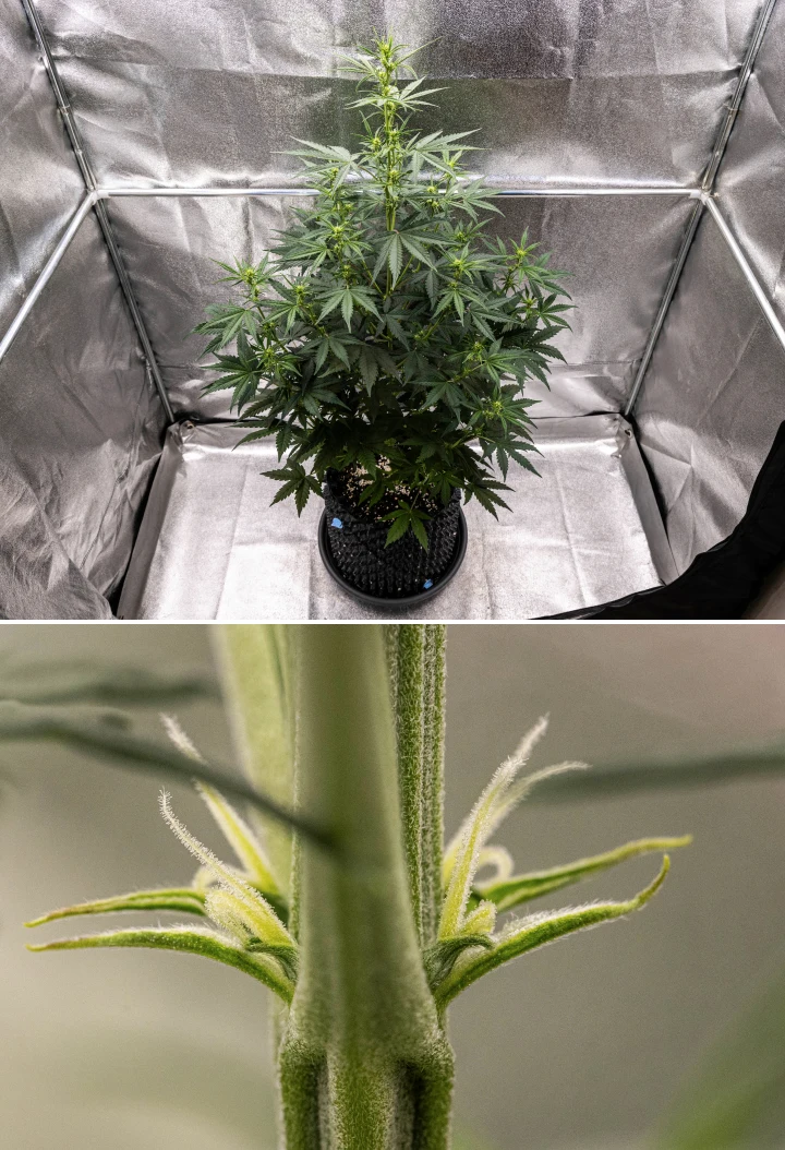 NYC Sour Diesel Auto -kannabiskasvi kukinnan viikolla 4, noin 97 cm korkea, voimakkaasti venyneenä, korkealla avoimella rakenteella, suuremmalla yläosan nivelvälillä ja ensimmäisillä kukintokohdilla LED-valon alla