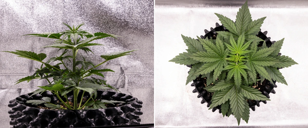 NYC Sour Diesel Auto -kannabiskasvi vegetatiivisen kasvun viikolla 3, noin 38 cm korkea, voimakkaalla pystysuuntaisella kasvulla, pystyllä rakenteella, tiiviillä alimmilla nivelkohdilla ja selvästi näkyvillä esikukilla LED-valon alla