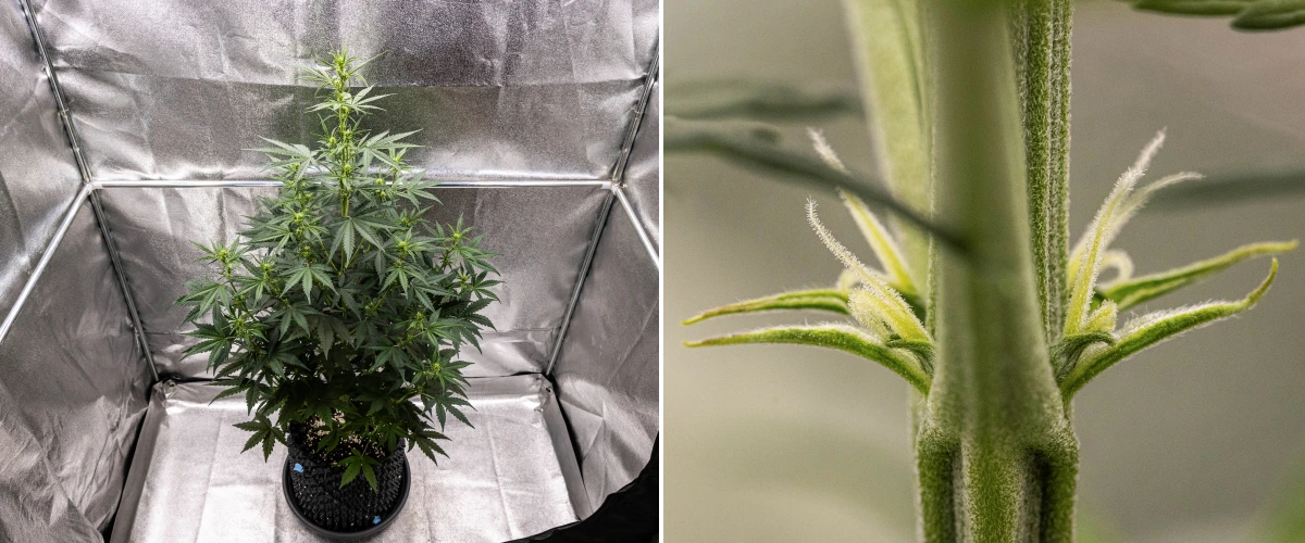 NYC Sour Diesel Auto -kannabiskasvi kukinnan viikolla 4, noin 97 cm korkea, voimakkaasti venyneenä, korkealla avoimella rakenteella, suuremmalla yläosan nivelvälillä ja ensimmäisillä kukintokohdilla LED-valon alla