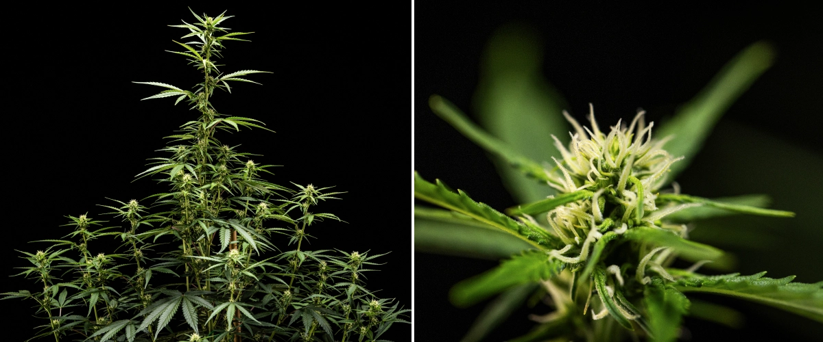 NYC Sour Diesel Auto -kannabiskasvi kukinnan viikolla 5, noin 120 cm korkea, jatkuvalla venymisellä, koko latvustoon laajenevilla kukintokohdilla ja tasaisella kukkien muodostumisella kasvatusteltan ulkopuolella