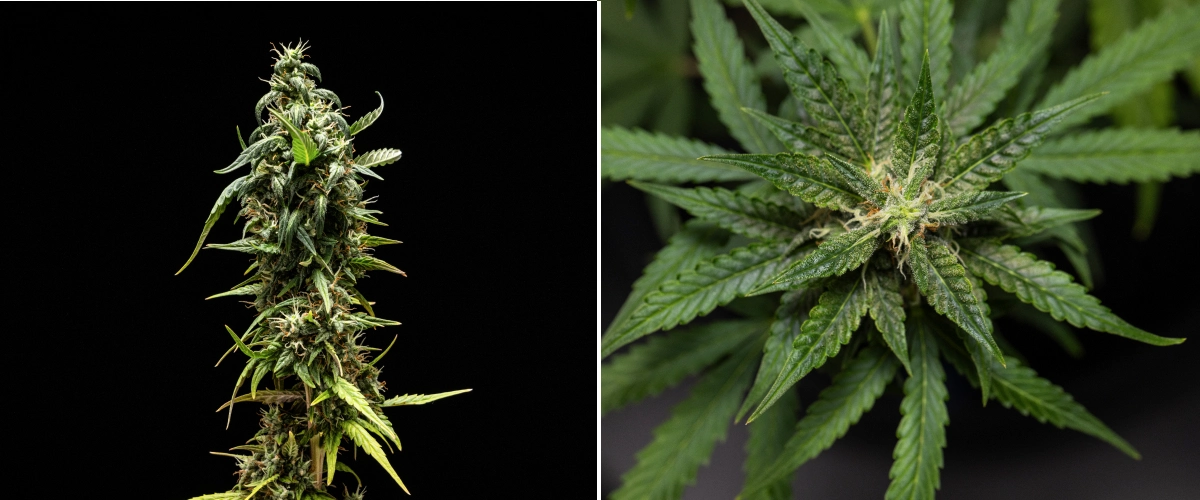 NYC Sour Diesel Auto -kannabiskasvi kukinnan viikolla 8, jossa on maitomaisia trikomeja, kompakteja aromaattisia kukkia, runsasta hartsintuotantoa ja hieman vähemmän kypsä pääcola sadonkorjuun lähestyessä