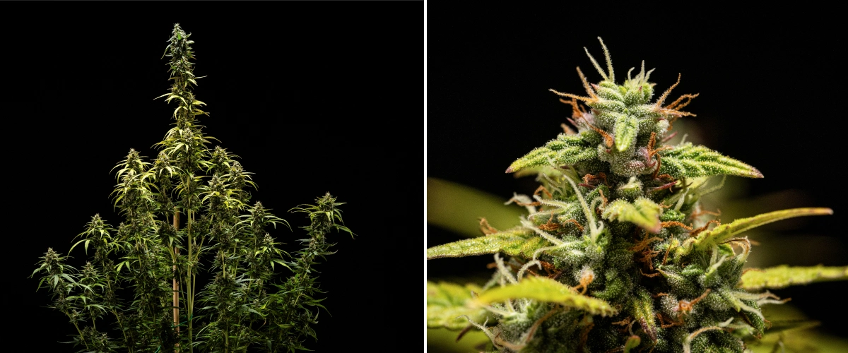 NYC Sour Diesel Auto -kannabiskasvi kukinnan viikolla 9 sadonkorjuussa, enimmäkseen maitomaisilla trikomeilla, tiiviillä kukilla, korkealla rakenteella ja lievällä valostressillä pääcolassa