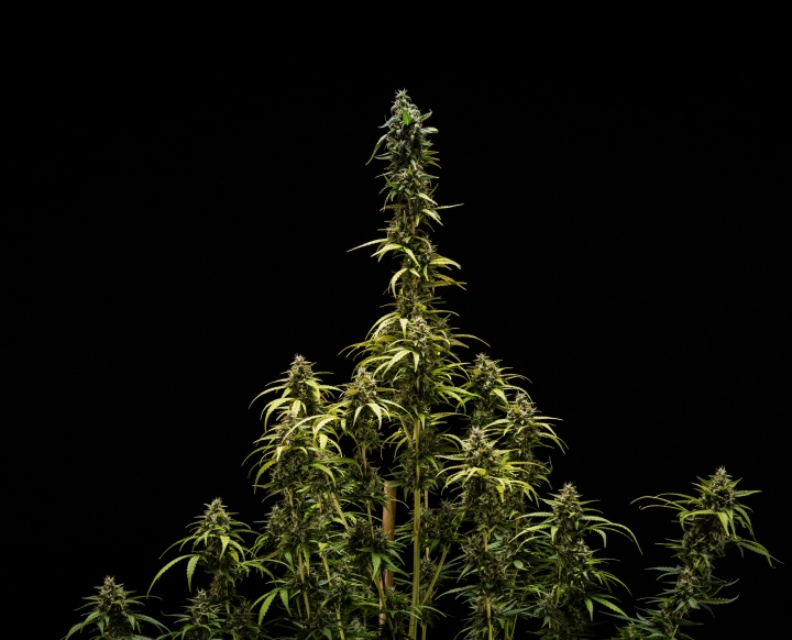 NYC Sour Diesel Auto -lopp Tulokset