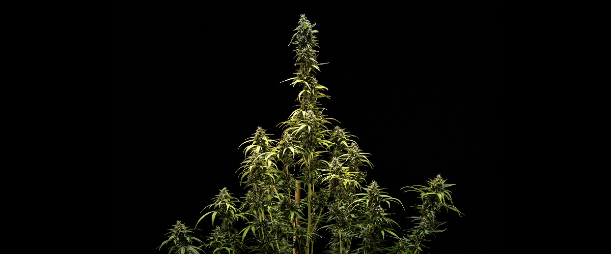 NYC Sour Diesel Auto -lopp Tulokset