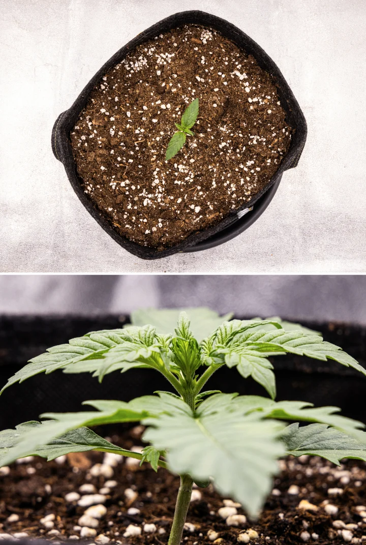 Pink Mist Auto -kannabiksen taimi ensimmäisellä viikolla, jolloin se kasvaa multaa sisältävässä kangasruukussa ja kehittää ensimmäisiä varsinaisia lehtiään.