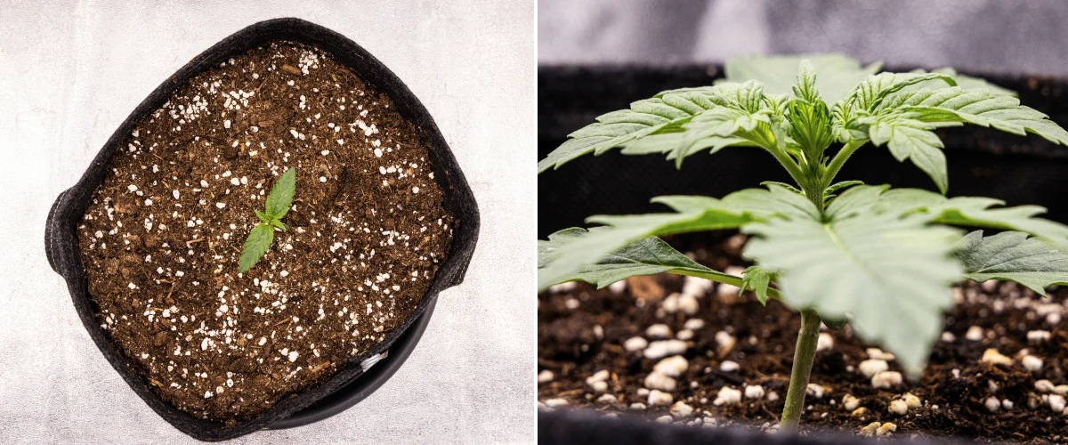 Pink Mist Auto -kannabiksen taimi ensimmäisellä viikolla, jolloin se kasvaa multaa sisältävässä kangasruukussa ja kehittää ensimmäisiä varsinaisia lehtiään.