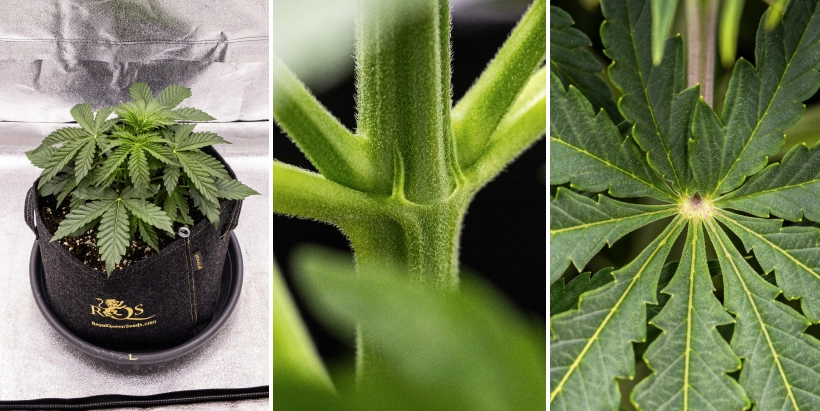 Pink Mist Auto -kannabiskasvi vegetatiivisen kasvun viikoilla 2–4, jolloin näkyvissä on terve vihreä lehdistö, kehittyviä oksia ja ensimmäisiä kukinnan merkkejä.