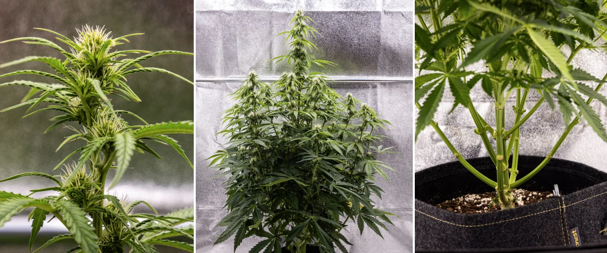 Pink Mist Auto -kannabiskasvi kukinnan viikoilla 5–7, jolloin näkyvissä on kehittyviä kukintoja valkoisine emihaivenineen, voimakasta pituuskasvua ja alimpien oksien karsimista.