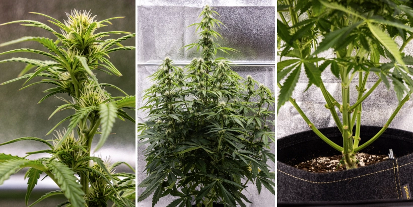 Pink Mist Auto -kannabiskasvi kukinnan viikoilla 5–7, jolloin näkyvissä on kehittyviä kukintoja valkoisine emihaivenineen, voimakasta pituuskasvua ja alimpien oksien karsimista.