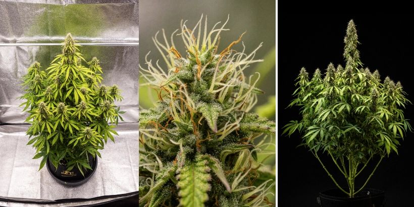 Pink Mist Auto -kannabiskasvi kukinnan viikoilla 8–11, jolloin näkyvissä on tiheitä trikomien peittämiä kukintoja, oransseja emihaivenia, kellastuvia lehtiä ja sadonkorjuuvalmiita kypsiä kukkia.