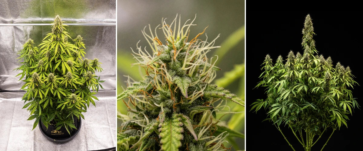 Pink Mist Auto -kannabiskasvi kukinnan viikoilla 8–11, jolloin näkyvissä on tiheitä trikomien peittämiä kukintoja, oransseja emihaivenia, kellastuvia lehtiä ja sadonkorjuuvalmiita kypsiä kukkia.