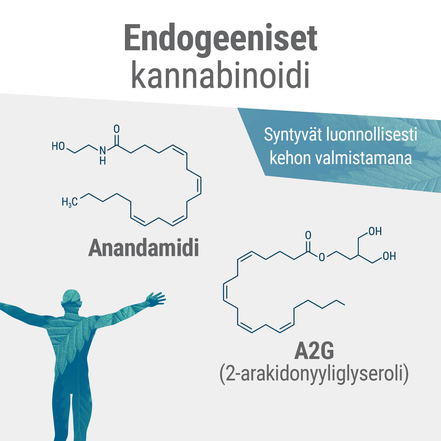 Kehon kaksi pääasiallista endokannabinoidia ovat anandamidi ja 2-AG.