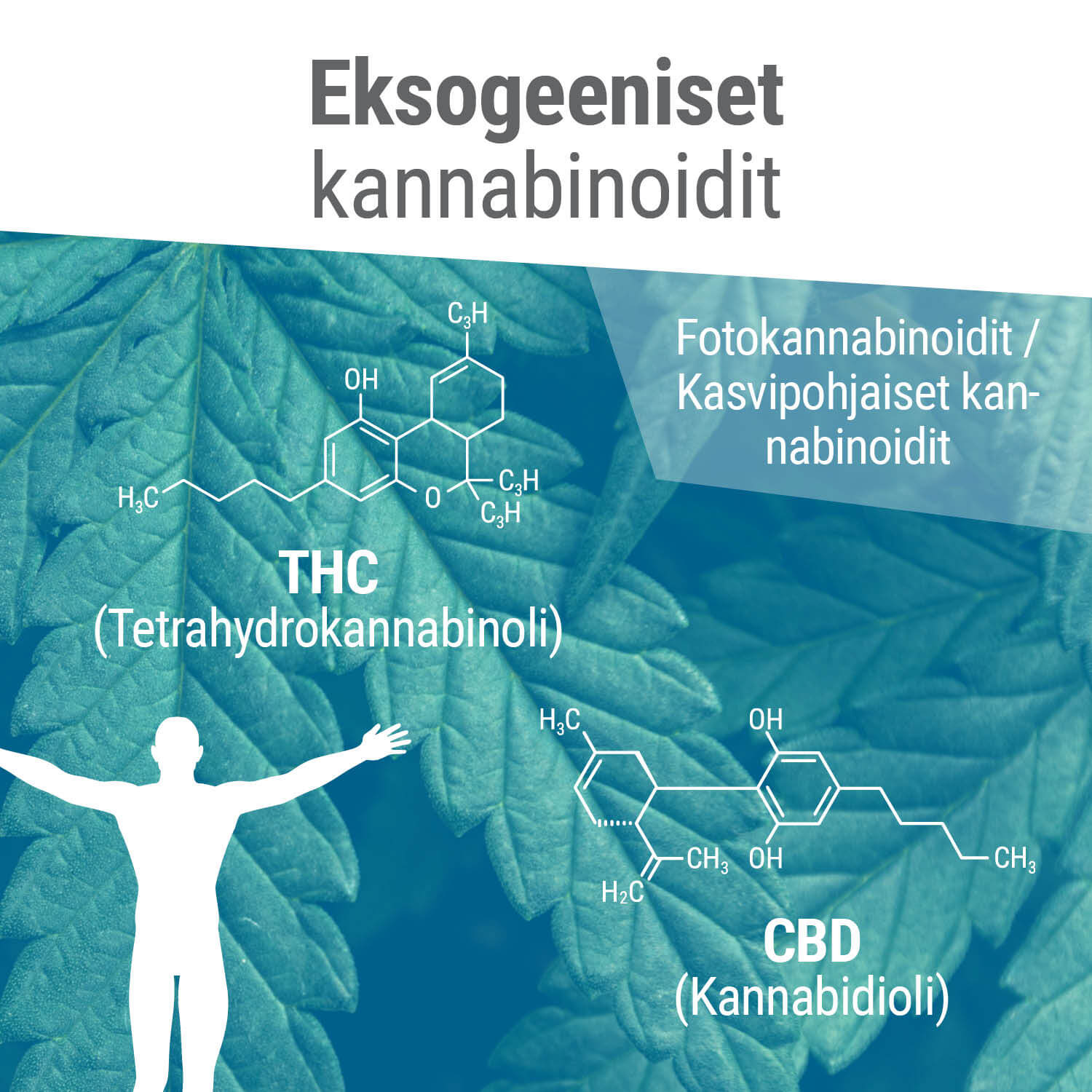 Fytokannabinoidit ovat usein molekyylirakenteeltaan endokannabinoidien kaltaisia