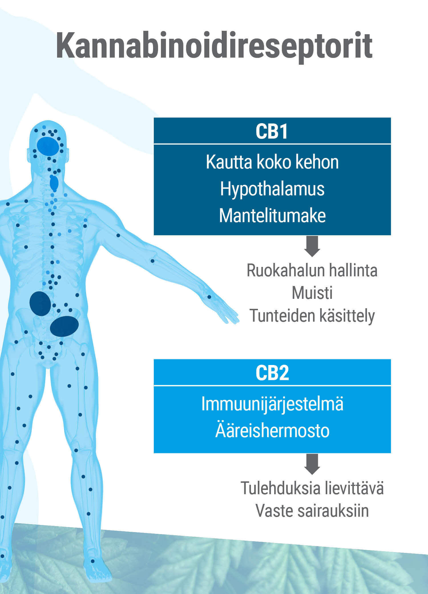 Endokannabinoidijärjestelmässä esiintyy kahta erilaista reseptorityyppiä, CB1 ja CB2