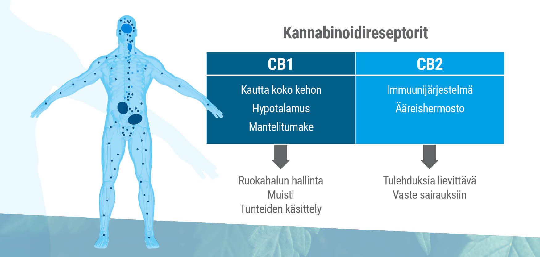 Endokannabinoidijärjestelmässä esiintyy kahta erilaista reseptorityyppiä, CB1 ja CB2