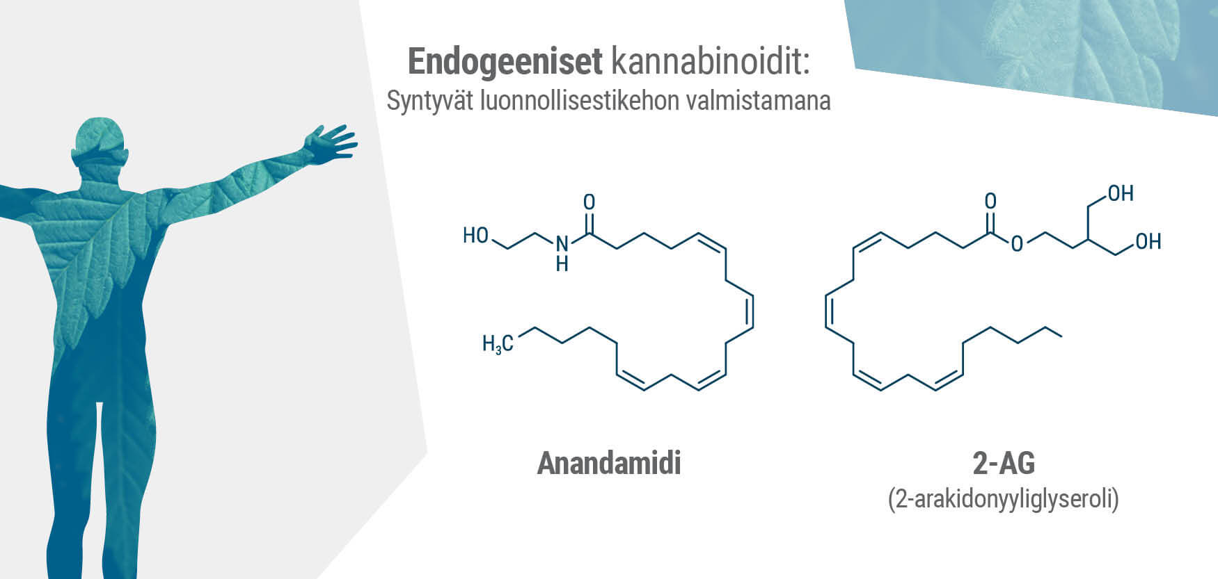 Kehon kaksi pääasiallista endokannabinoidia ovat anandamidi ja 2-AG.