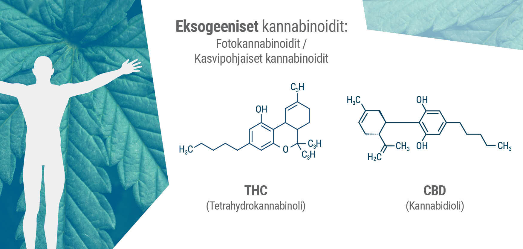 Fytokannabinoidit ovat usein molekyylirakenteeltaan endokannabinoidien kaltaisia