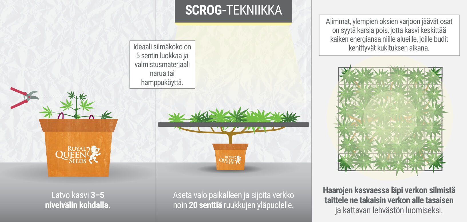 MITÄ SCROG-TEKNIIKKA ON?