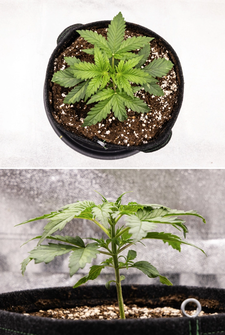 Royal Creamatic -kasvatusraportti: viikko 2, vegetatiivinen kasvu Royal Creamatic -kannabiskasvi viikolla 2, jossa näkyy kompakti vegetatiivinen kasvu, terveet vihreät lehdet, lyhyet nivelvälit ja perliittipitoinen kasvualusta.