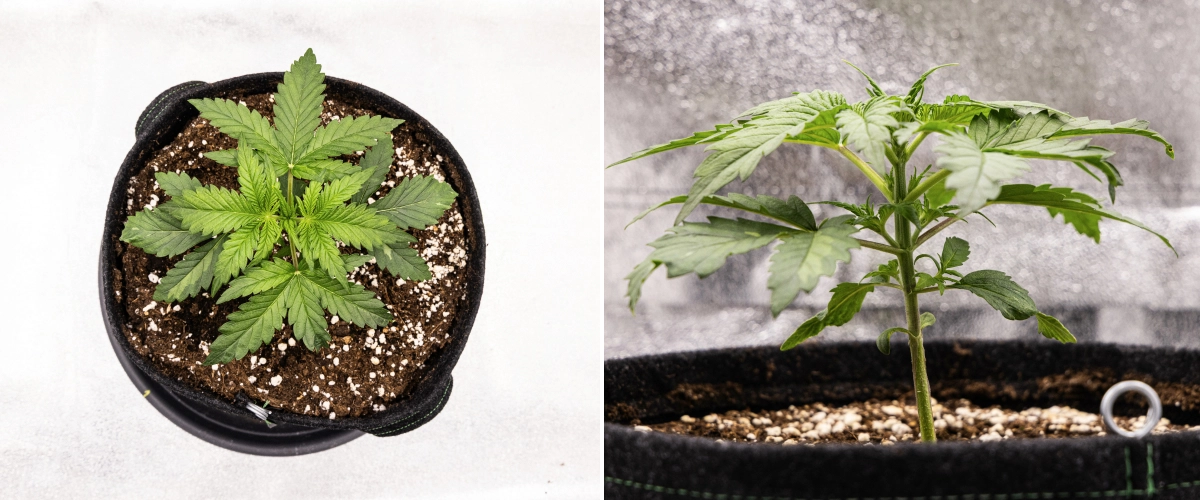 Royal Creamatic -kasvatusraportti: viikko 2, vegetatiivinen kasvu Royal Creamatic -kannabiskasvi viikolla 2, jossa näkyy kompakti vegetatiivinen kasvu, terveet vihreät lehdet, lyhyet nivelvälit ja perliittipitoinen kasvualusta.