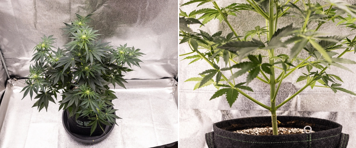 Royal Creamatic -kasvatusraportti: viikko 5, kukkien kehitys Royal Creamatic -kannabiskasvi viikolla 5, jossa näkyy kehittyviä kukkia, terve vihreä lehvistö, vahvat oksat ja tasapainoinen kukintorakenne.