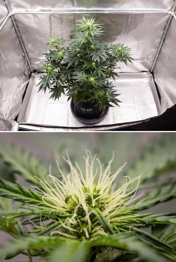 Royal Creamatic -kasvatusraportti: viikko 6, hartsin tuotanto Royal Creamatic -kannabiskasvi viikolla 6, jossa näkyy hartsisia kukkia, valkoisia eminkarvoja, terve lehvistö ja selkeä pääkola.